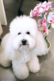 Barboncino toy con pedigree per accoppiamento