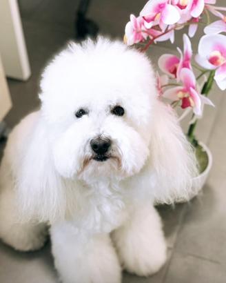 Barboncino toy con pedigree per accoppiamento