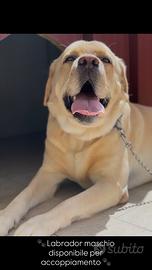 Labrador maschio disponibile per monta