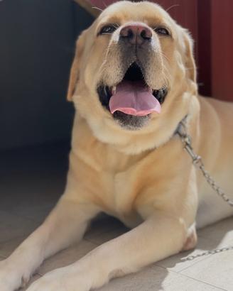 Labrador maschio disponibile per monta