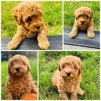 Cucciolata barboncvini toy maschi femmine