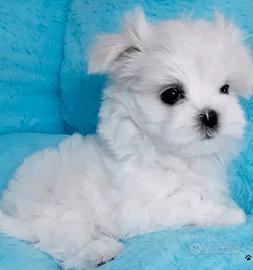Cuccioli maltese taglia minuscola