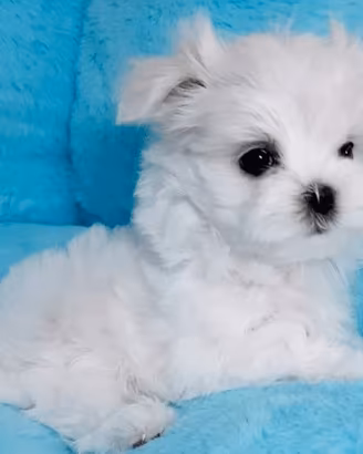 Cuccioli maltese taglia minuscola
