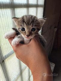 Gattini