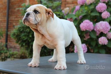 Cucciolo bulldog da compagnia