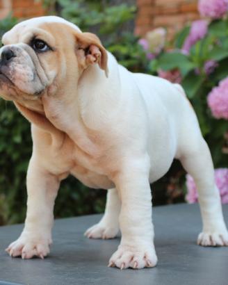 Cucciolo bulldog da compagnia
