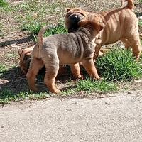 Cuccioli di Sharpei (Shar Pei)