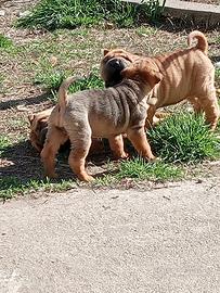 Cuccioli di Sharpei (Shar Pei)