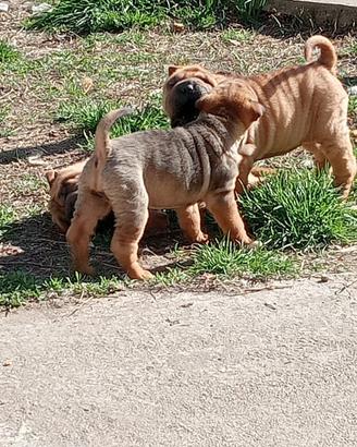 Cuccioli di Sharpei (Shar Pei)