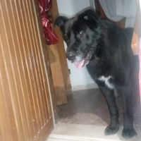 Cane pastore tedesco Maschio