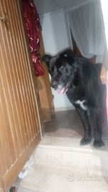 Cane pastore tedesco Maschio