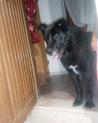 Cane pastore tedesco Maschio