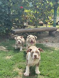 Alta qualità bloodline American Bully Poket Abkc