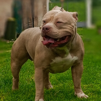 AMERICAN BULLY STANDARD X Monte