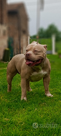 AMERICAN BULLY STANDARD X Monte