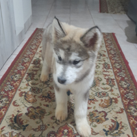 Alaskan Malamute