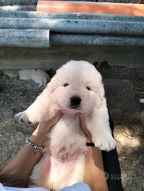 Cuccioli di pastore abruzzese
