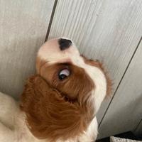 Cuccioli di cavalier king spaniel