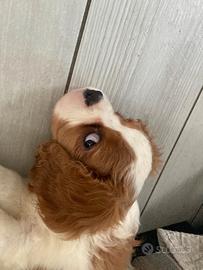 Cuccioli di cavalier king spaniel