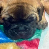 Cuccioli di bullmastiff