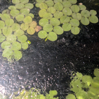 Salvinia natans piante galleggianti