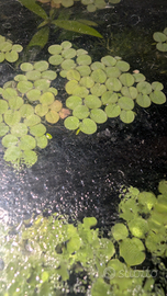 Salvinia natans piante galleggianti
