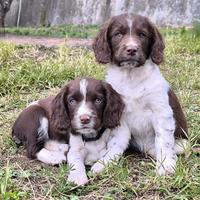 Cuccioli di springer spaniel