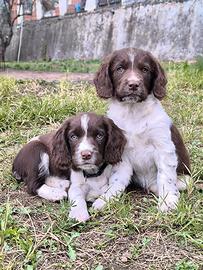 Cuccioli di springer spaniel