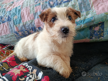 Jack Russell pronta