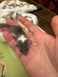 Cucciolo Minighiro africano