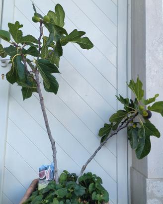 Si tratta di un albero di fico viola