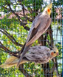 Pappagallo calopsite