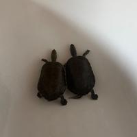 Acquario con tartarughe d'acqua