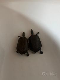 Acquario con tartarughe d'acqua