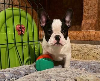 Bulldog francese maschio con pedigree enci