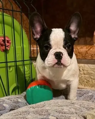 Bulldog francese maschio con pedigree enci