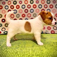 Cuccioli Jack Russell pelo liscio con pedigree