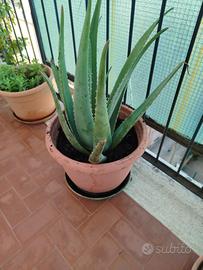 pianta aloe 