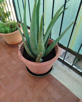 pianta aloe 