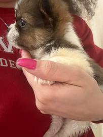 Cucciola piccola taglia