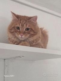 Gatto incrocio norvegese/ siberiano