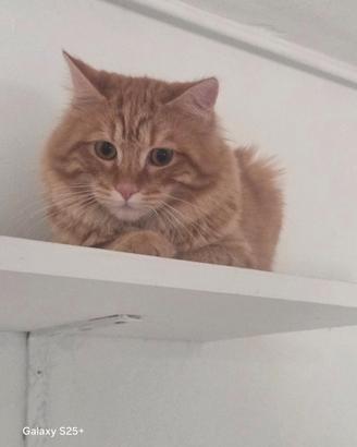 Gatto incrocio norvegese/ siberiano