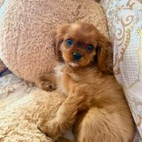 Cavalier King Charles Spaniel con Pedegree