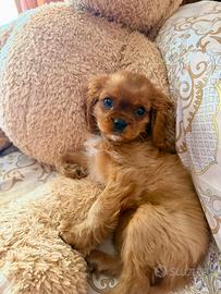 Cavalier King Charles Spaniel con Pedegree