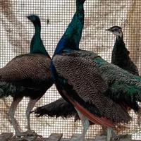 2 pavoni maschi 1 pavone femmina