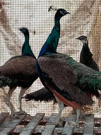 2 pavoni maschi 1 pavone femmina