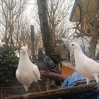 Colombi paesani grandi