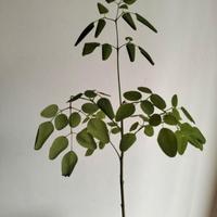 Moringa Stenopetala  +30cm