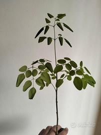 Moringa Stenopetala  +30cm