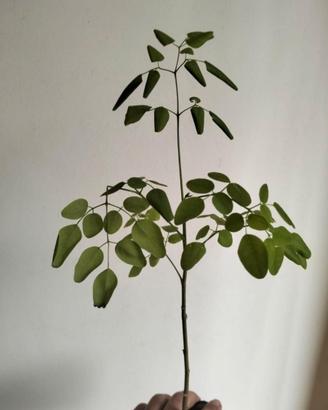 Moringa Stenopetala  (resistente al freddo)